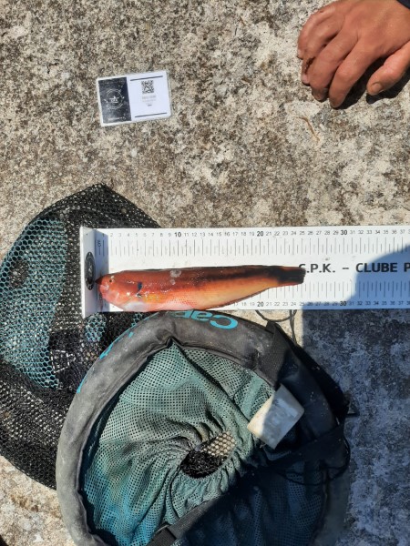 Fish Measure Picture